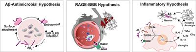 Infection-Induced Systemic Inflammation Is a Potential Driver of Alzheimer's Disease Progression